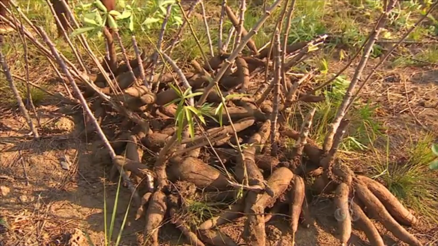 Imagem3-Produção de raiz de mandioca — Foto- Reprodução:TV Amapá